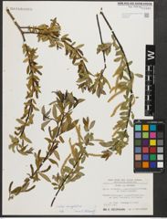 Foto von Salix triandra subsp. amygdalina (L.) Schübl. & G. Martens